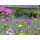 Blumenwiese "Schmetterlinge" 7m²